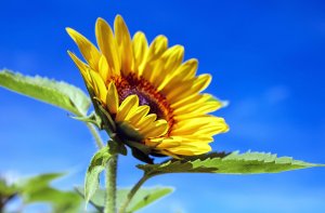 Smartflower verwenden das Prinzip von Sonnenblumen