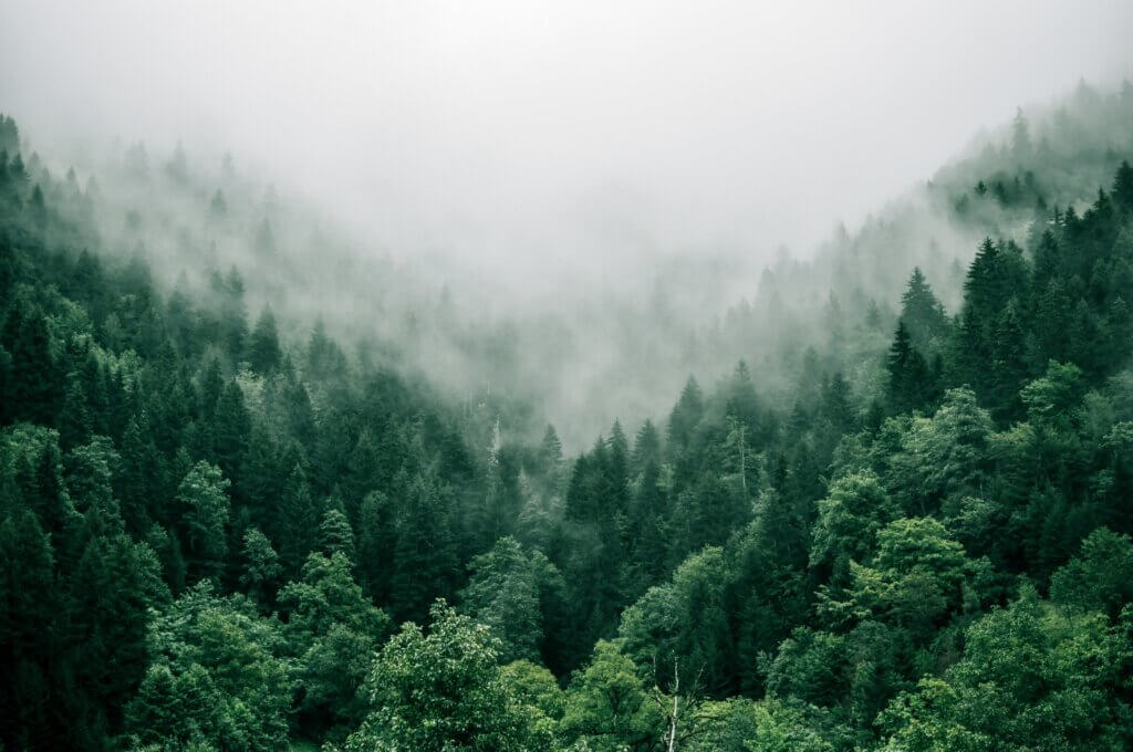Bäume binden CO₂ und senken dadurch den CO₂-Gehalt in der Atmosphäre.